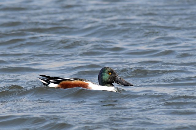 Canard souchet / Northern Shoveler